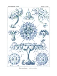 Discomedusae, 1899-1904